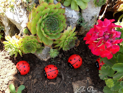 coccinelle-jardin-8