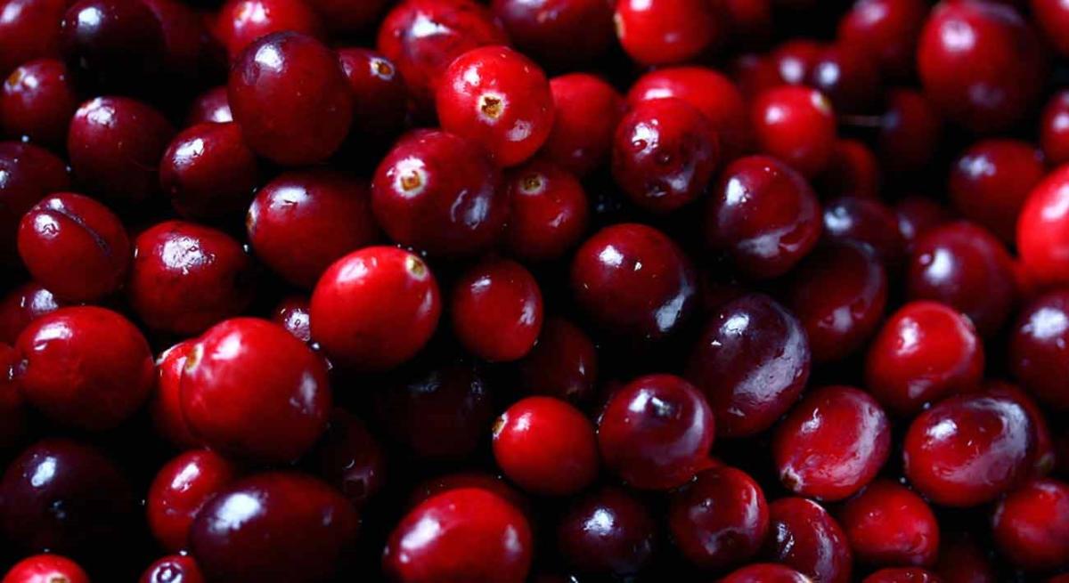 La cranberry ou canneberge