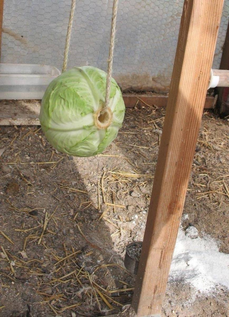 divertir-et-nourrir-vos-poules-1