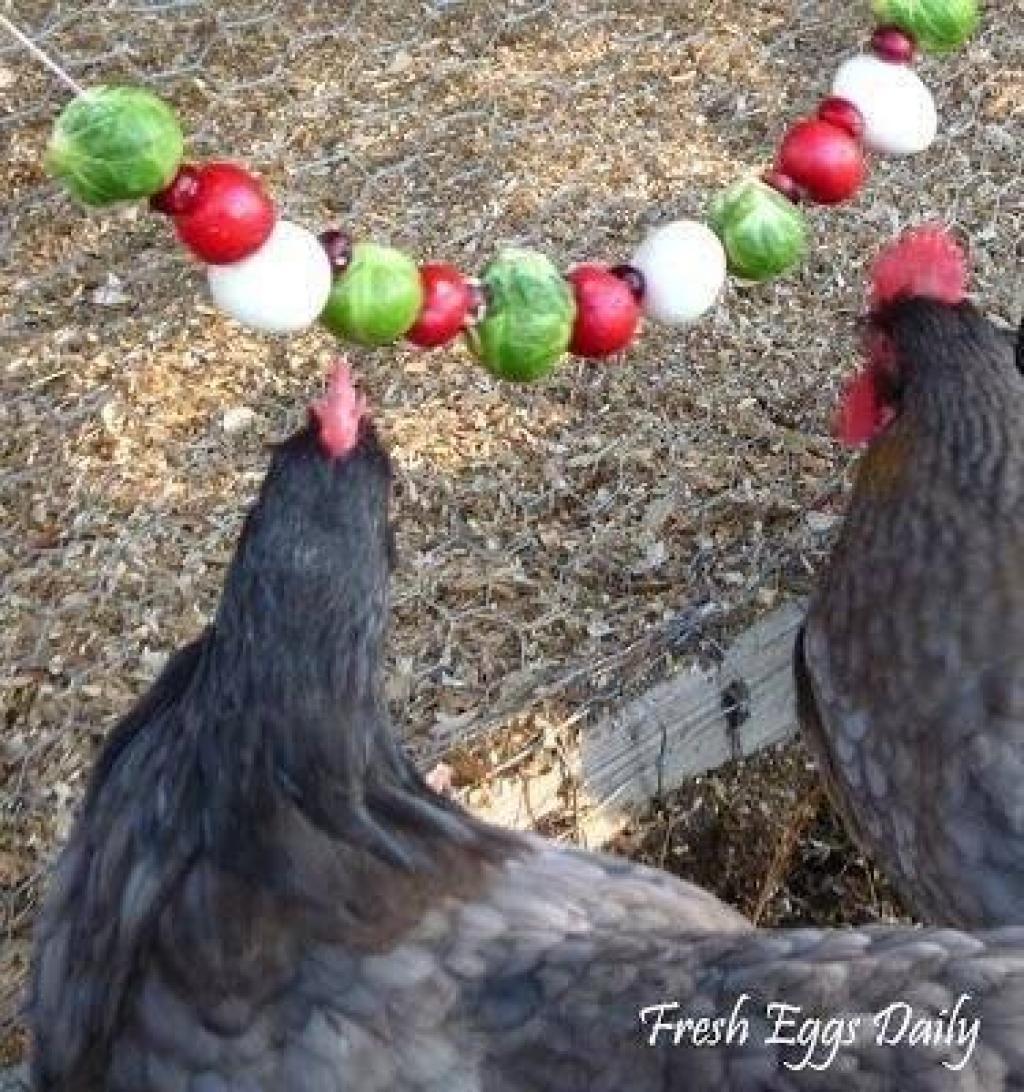 divertir-et-nourrir-vos-poules-3