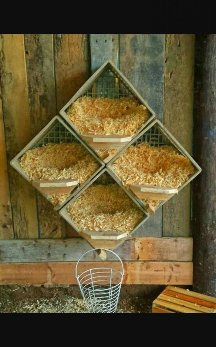 divertir-et-nourrir-vos-poules-95