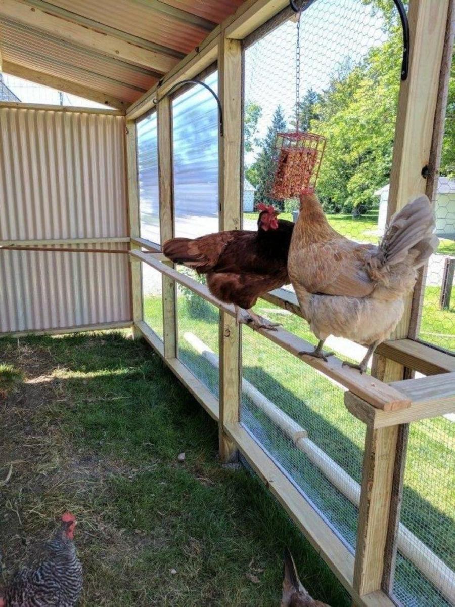 divertir-et-nourrir-vos-poules-992