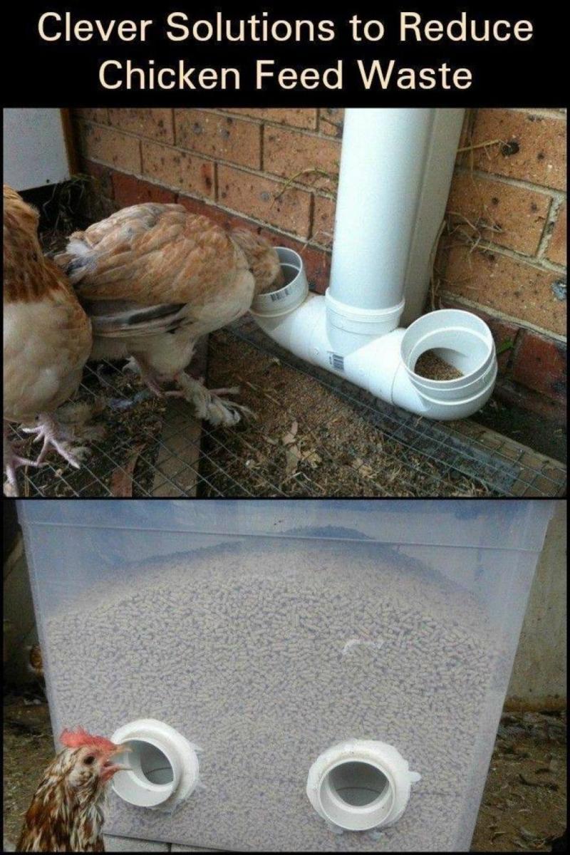 divertir-et-nourrir-vos-poules-994