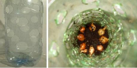 faire-pousser-oignons-maison-1