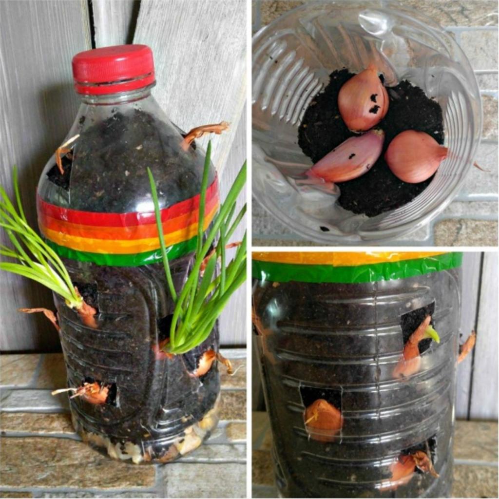 faire-pousser-oignons-maison-2