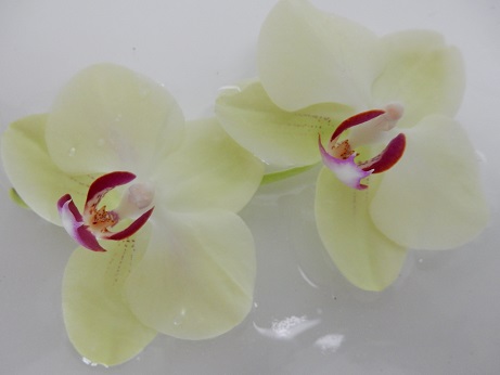 fleurs-flottantes-papier-bulles-7