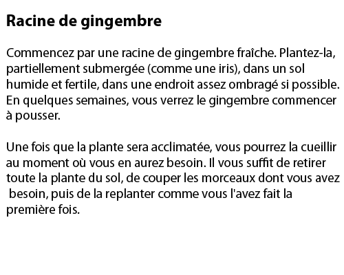 gingembre    
