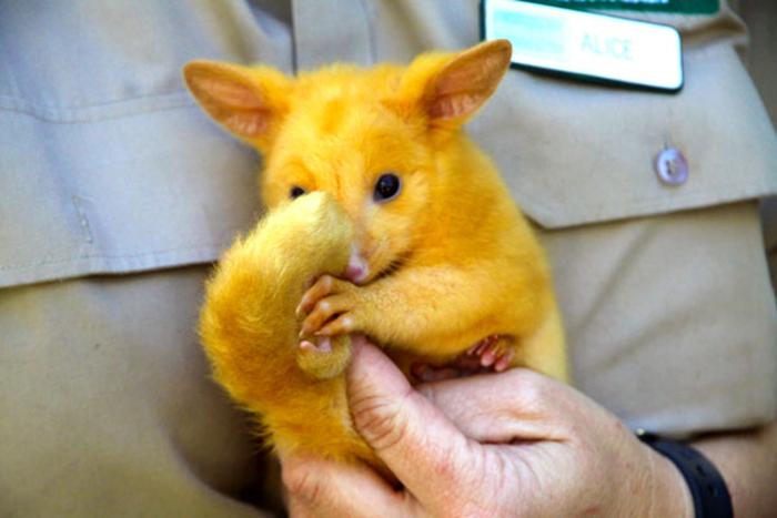 golden-possum-looks-like-pikachu