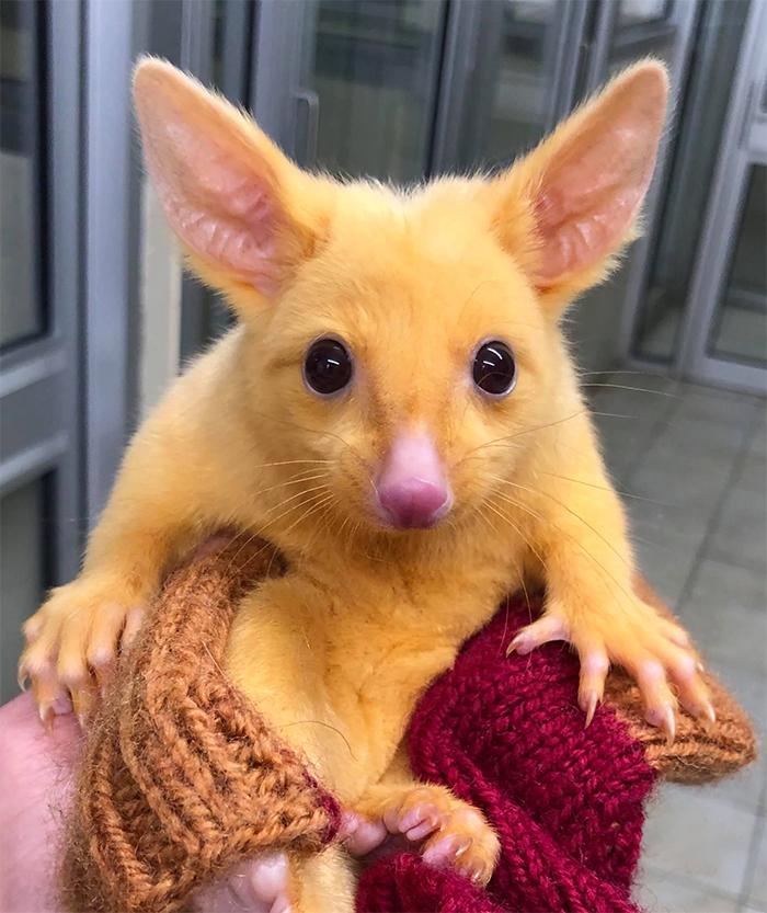 golden-possum-real-life-pikachu