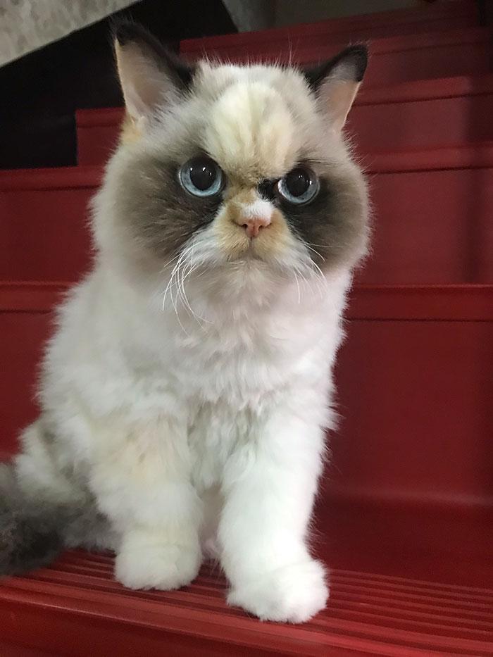grumpy-cat-meow-meow-1