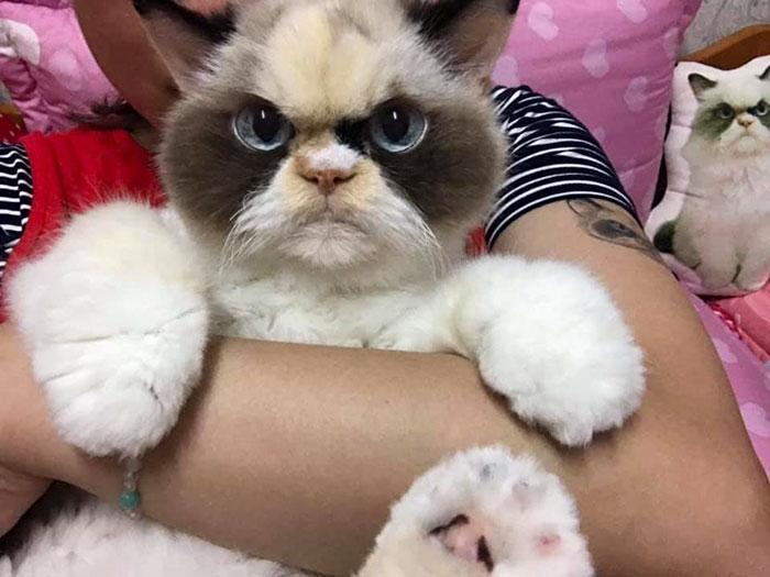grumpy-cat-meow-meow-4
