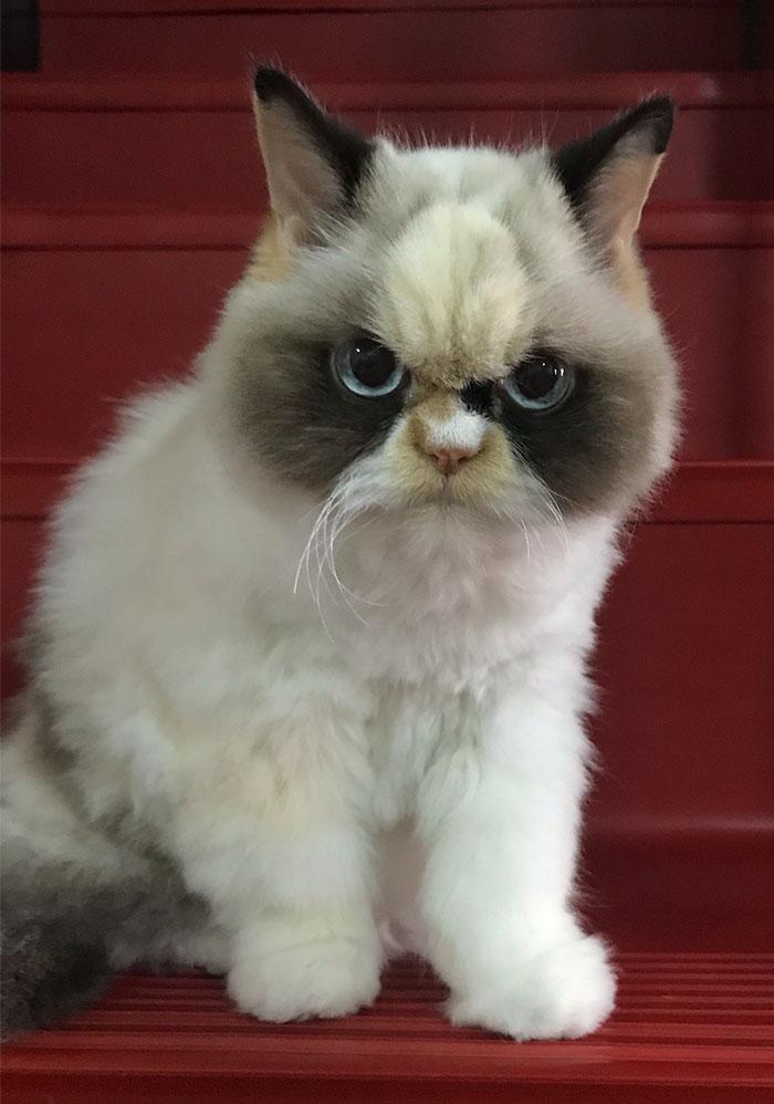 grumpy-cat-meow-meow-7