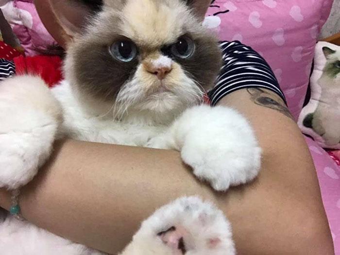 grumpy-cat-meow-meow-8