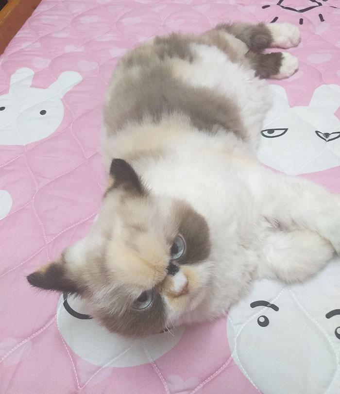 grumpy-cat-meow-meow-93