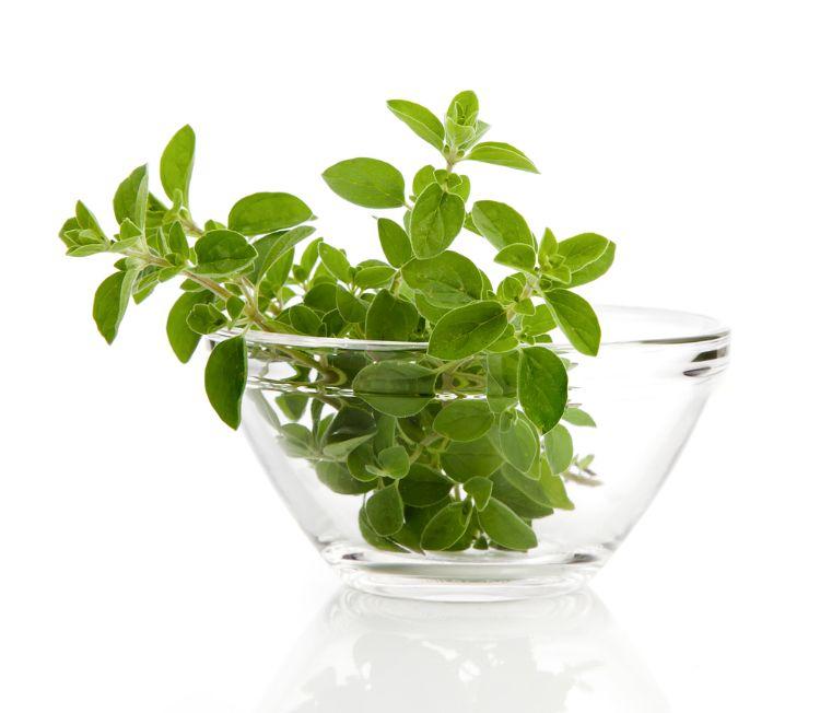 herbes-cultiver-dans-eau-2