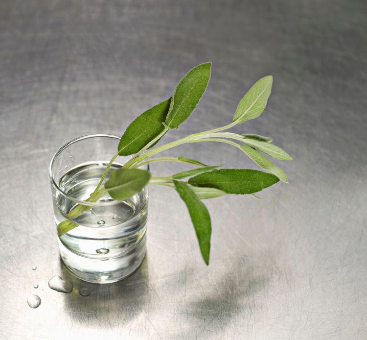 herbes-cultiver-dans-eau-3