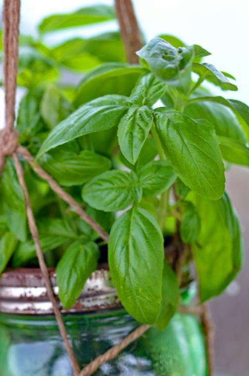 herbes-cultiver-dans-eau-4