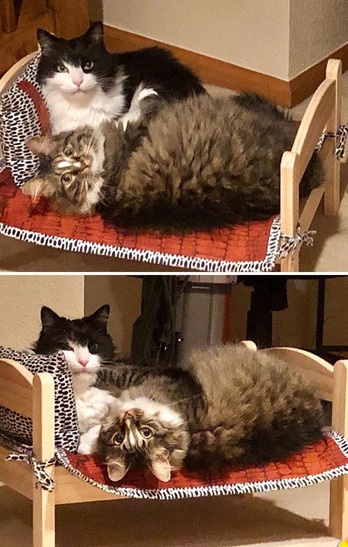 ikea-lits-poupees-chats-97