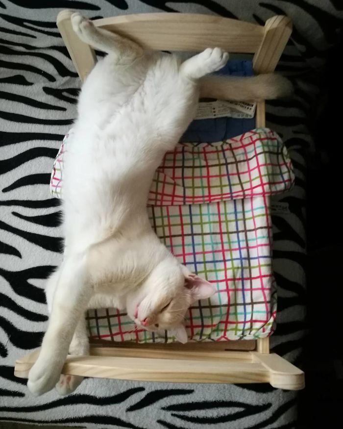 ikea-lits-poupees-chats-992