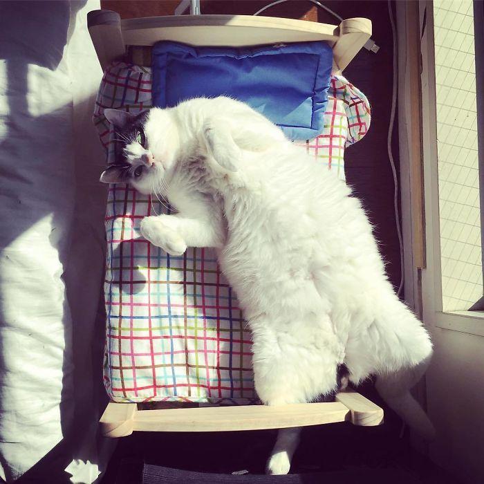 ikea-lits-poupees-chats-997