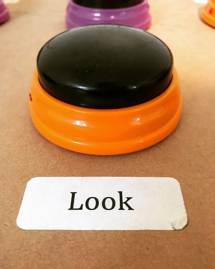 invention-communication-parler-chien-5