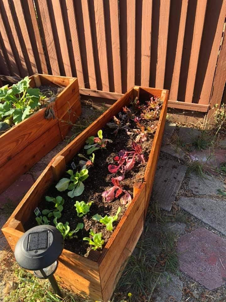 jardinières-en-forme-de-cercueil-pour-un-jardin-3