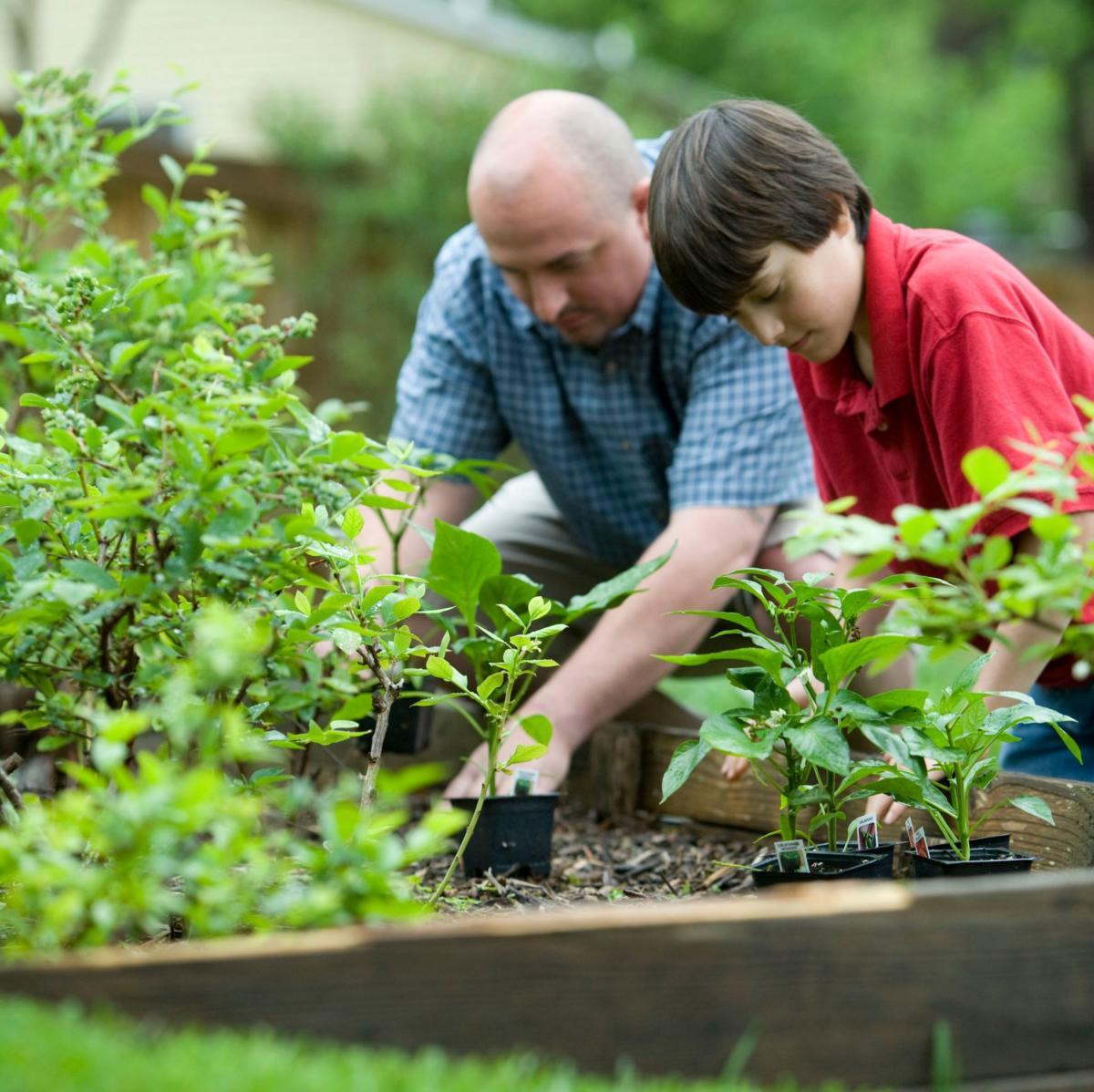 jardins-dans-des-sacs-de-terre-