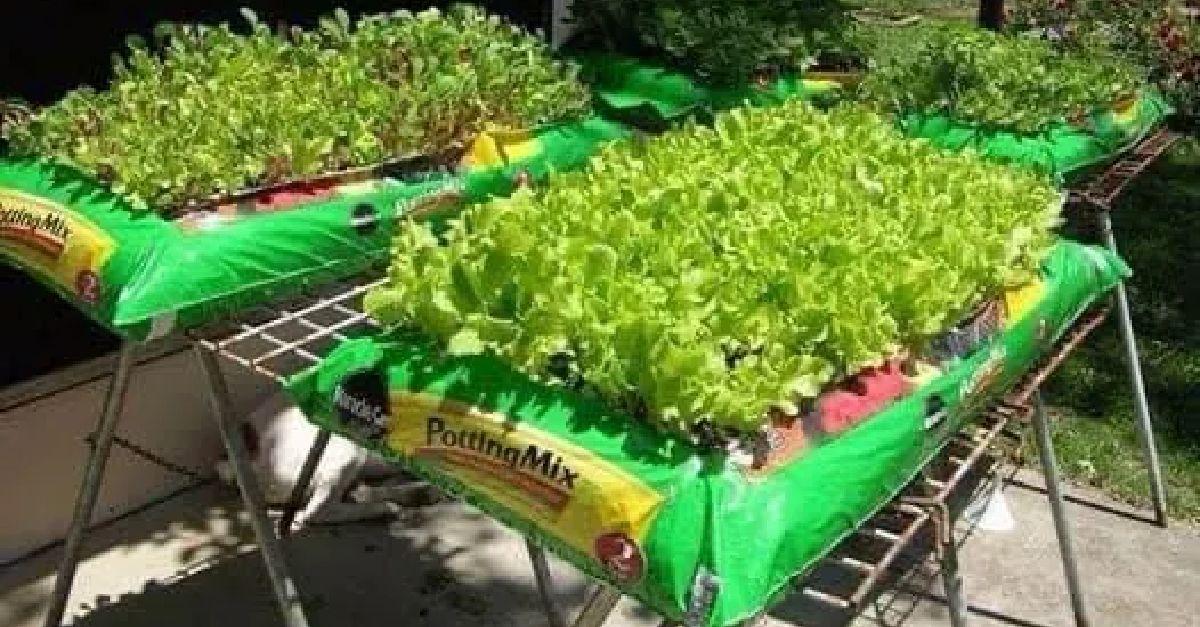 jardins-dans-des-sacs-de-terre