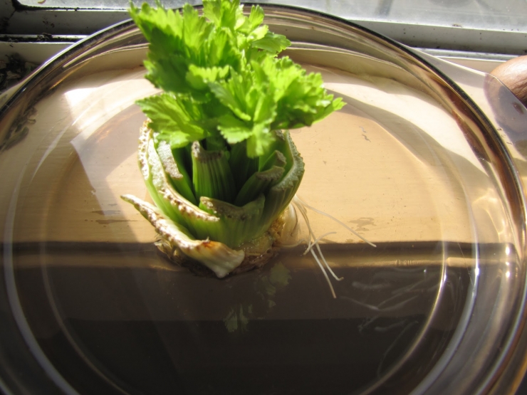 legume-dans-eau-celeri     