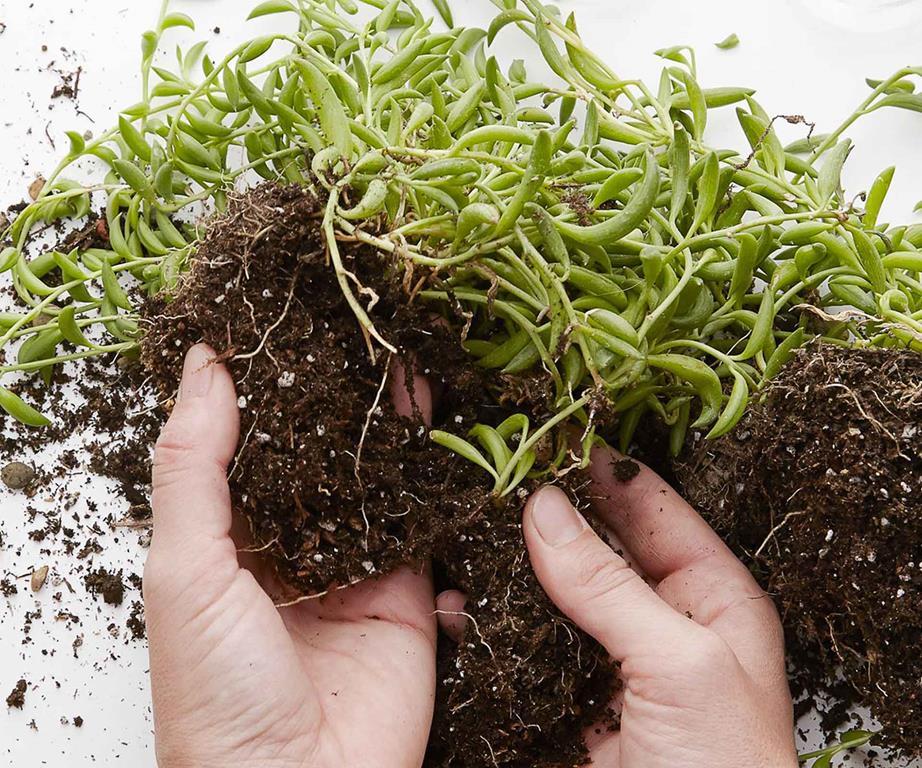 lustre-branche-arbre-8