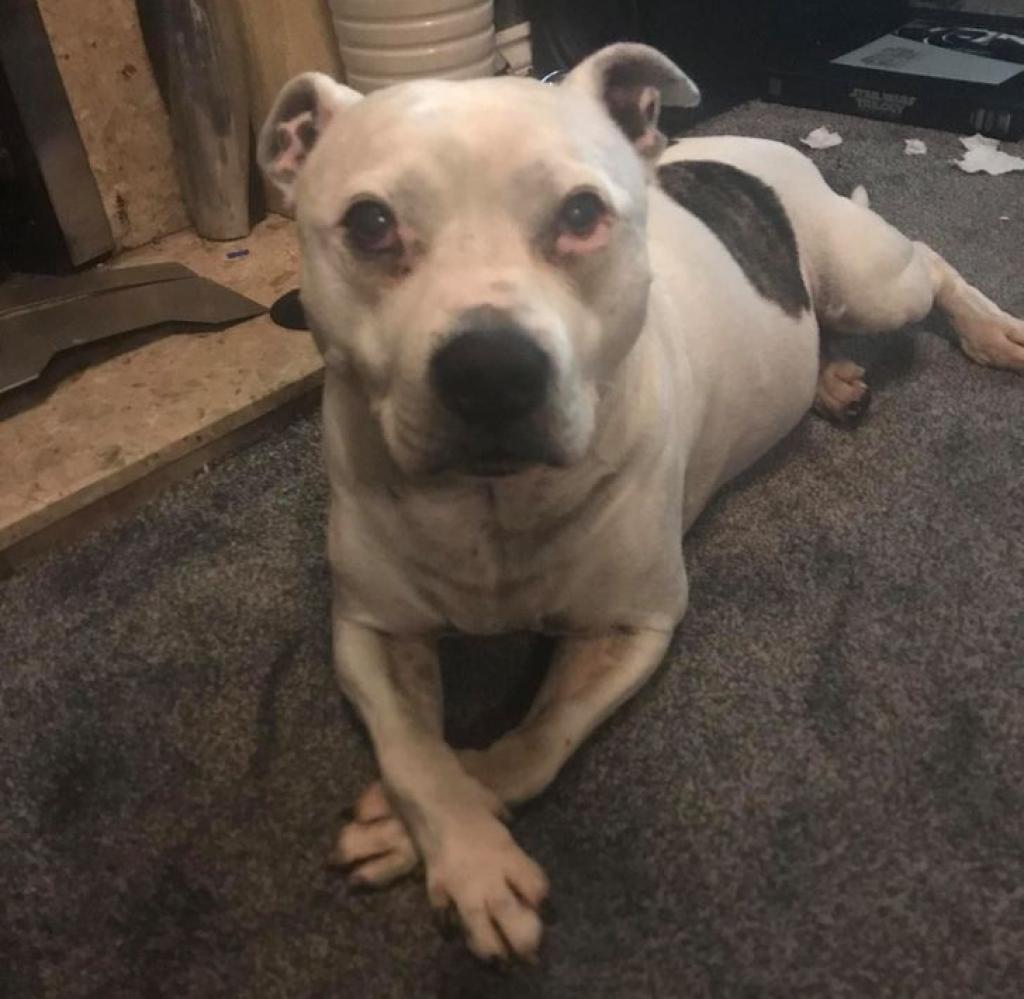 mini-maison-pour-chien-1