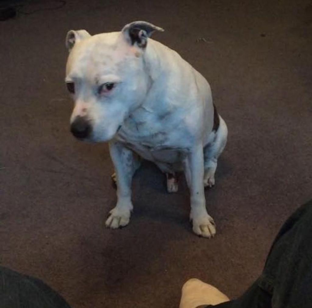 mini-maison-pour-chien-2