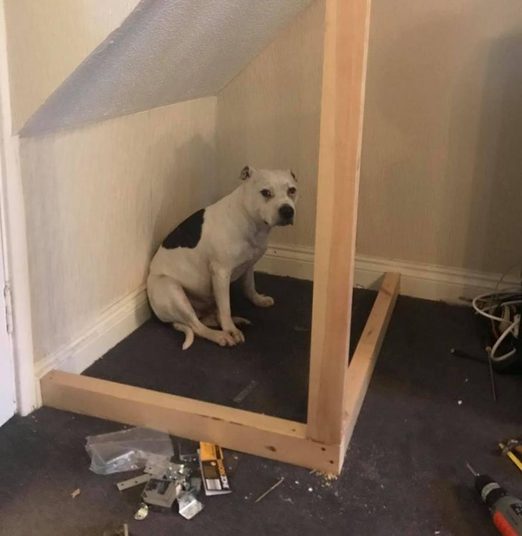 mini-maison-pour-chien-3