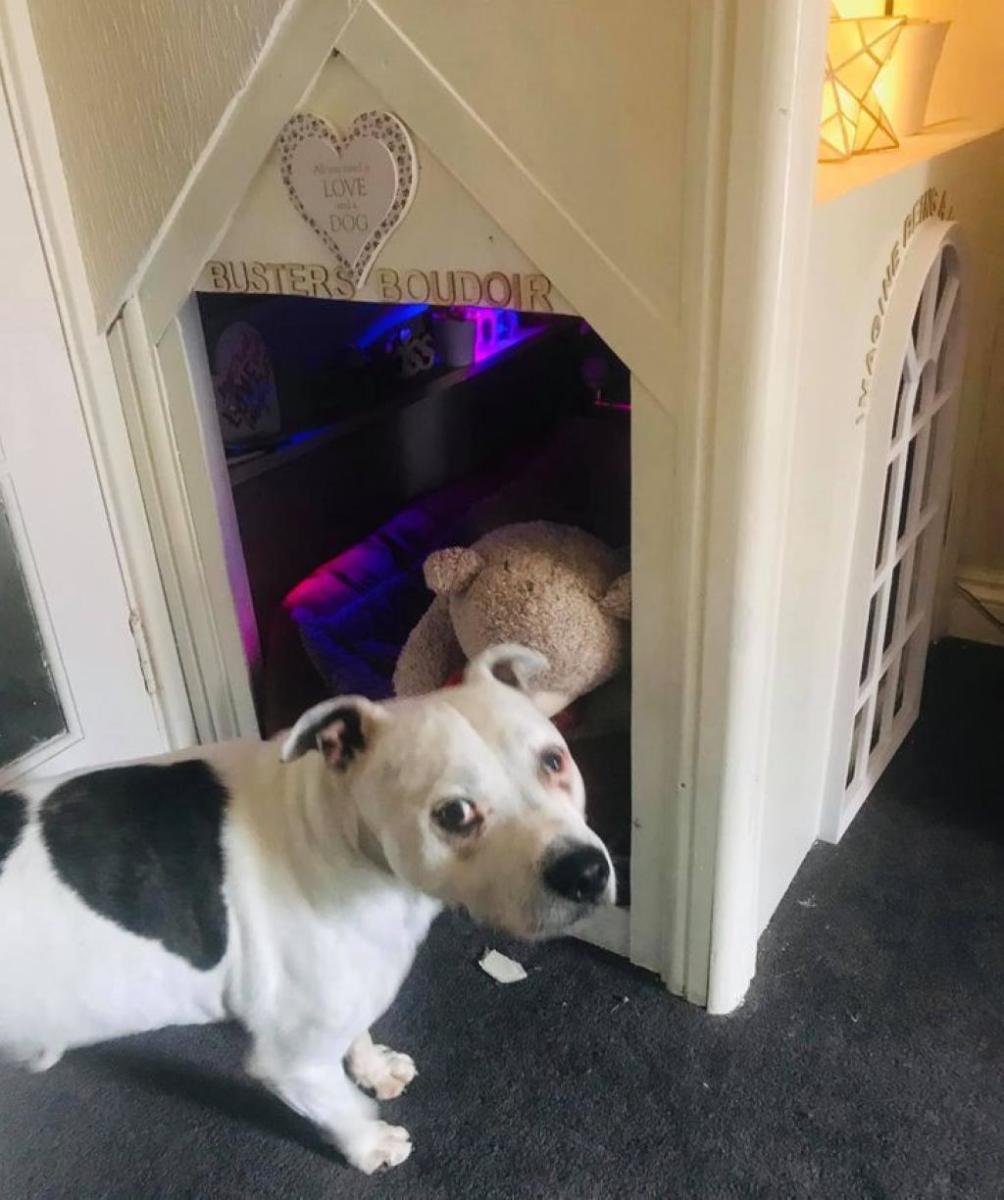 mini-maison-pour-chien-5