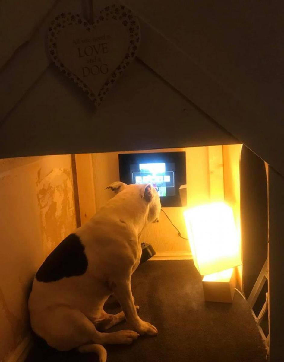 mini-maison-pour-chien-6