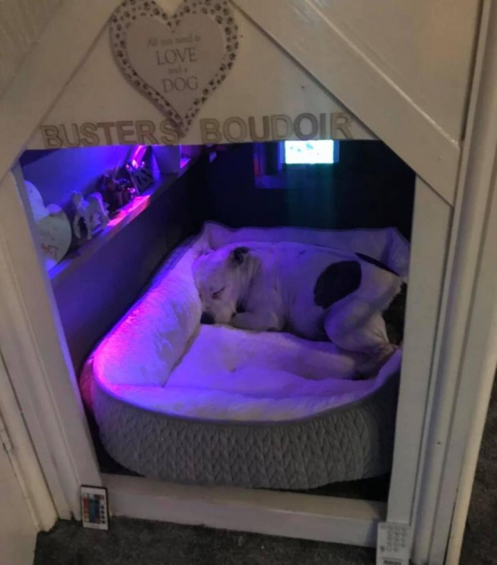 mini-maison-pour-chien-7