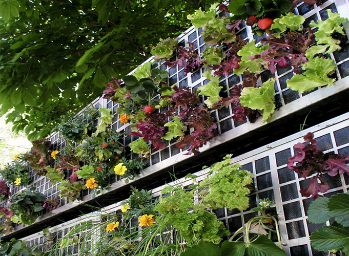 mur-végétal-legumes-air-garden