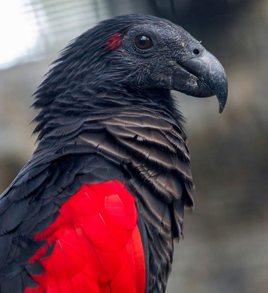 perroquets-Dracula-4