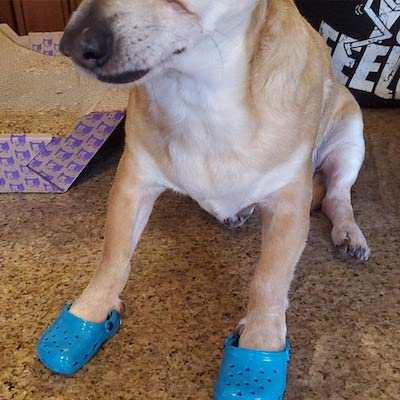 photos-de-chiens-portant-des-crocs-2