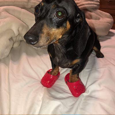 photos-de-chiens-portant-des-crocs-5