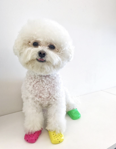 photos-de-chiens-portant-des-crocs-6