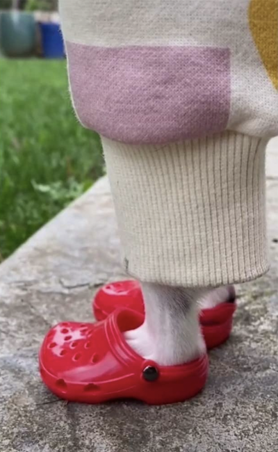 photos-de-chiens-portant-des-crocs-7