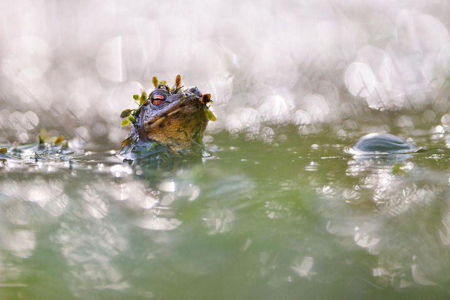 photos-nature-gdt-2020-3