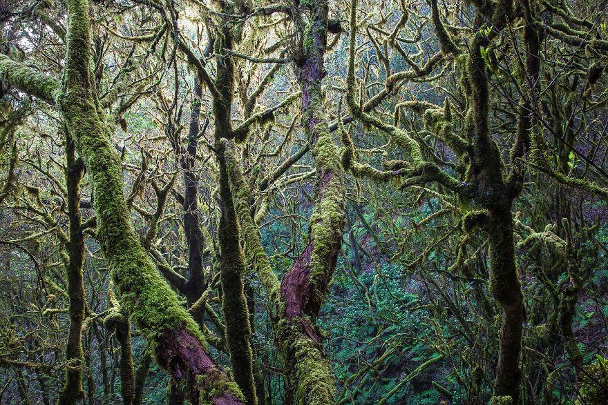 photos-nature-gdt-2020-9