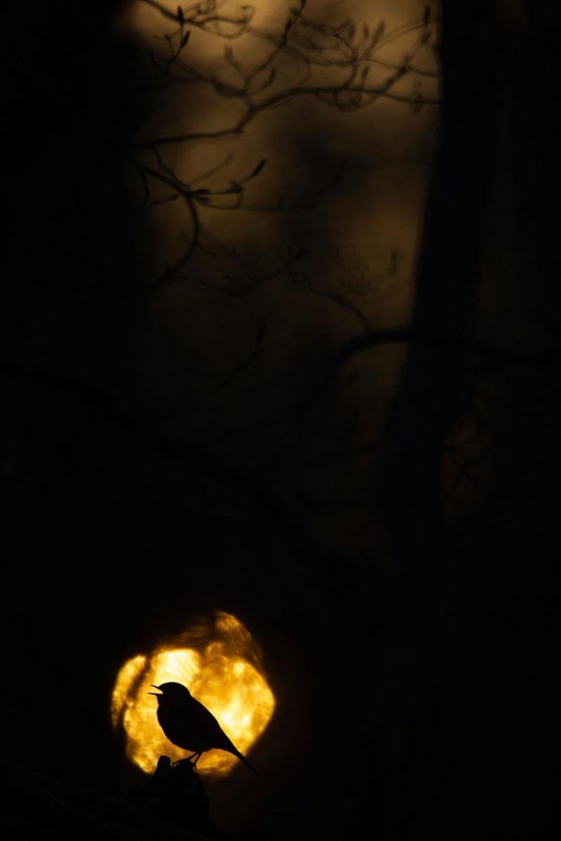 photos-nature-gdt-2020-92