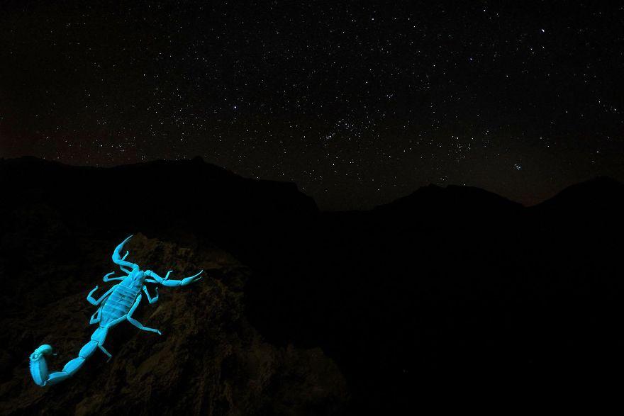 photos-nature-gdt-2020-93