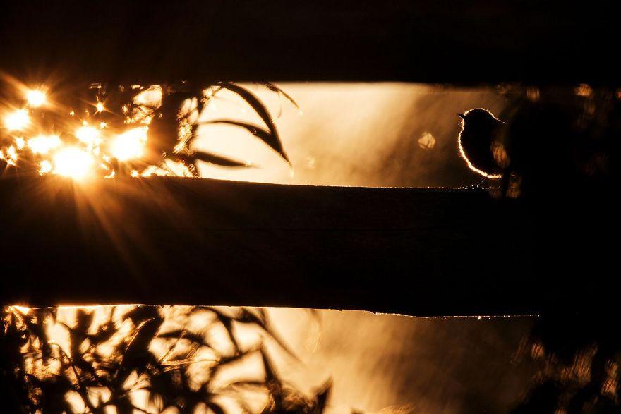 photos-nature-gdt-2020-997