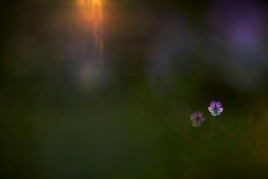 photos-nature-gdt-2020-9991