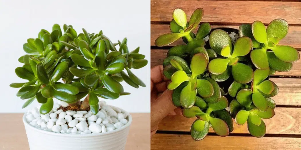 planta-de-jade-el-arbol-de-la-fortuna-1050x525.png.2