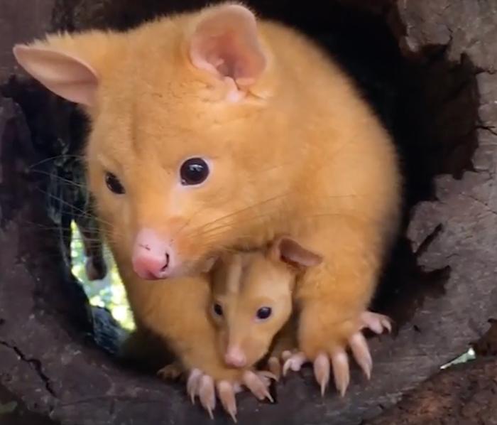 possums-with-yellow-fur